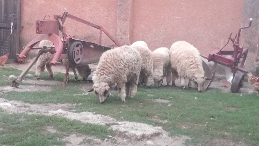 Vând tinere mioare