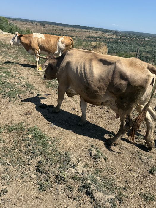 De vanzare o vaca, o juninca si 2 vitele