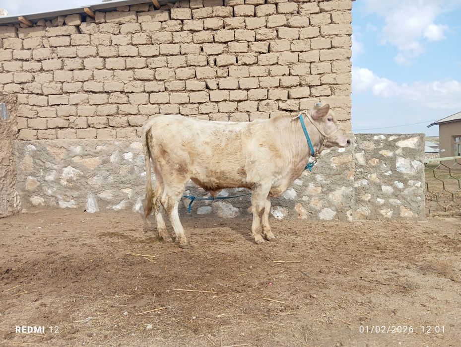 Buzoq 10 oylik sotiladi