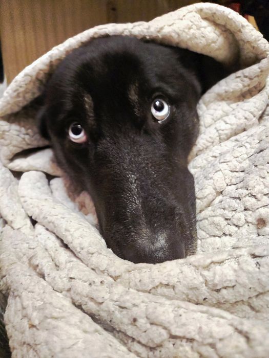 Catelusa unica adoptie