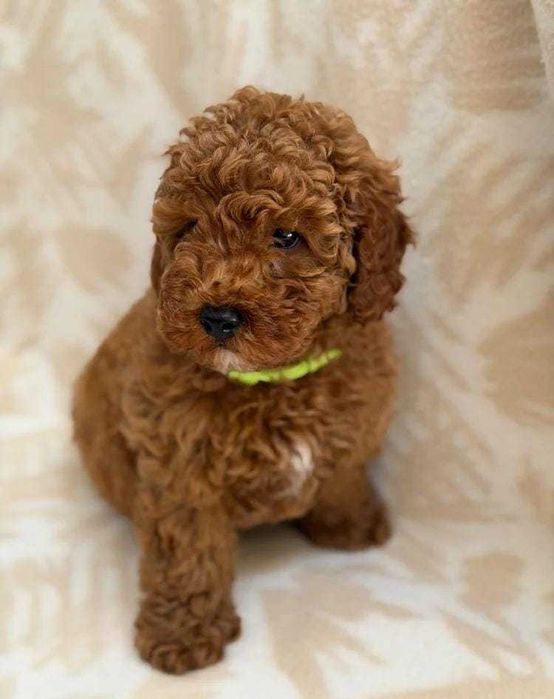 Pui mascul Toy Poodle disponibil