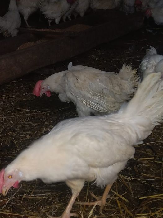 Продам курей несушек