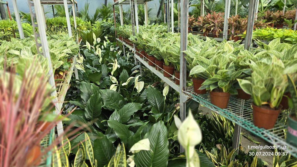 Hona gullari Комнатные цветы гул растения Офис ва уй гуллари