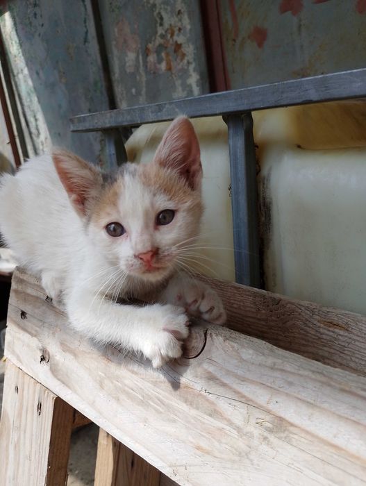 Подарявам малки котета