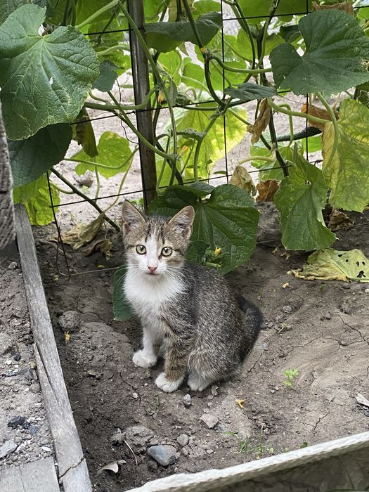 Отдам котят в добрые руки