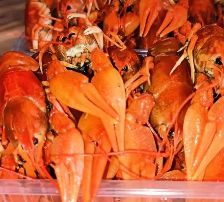 Раки живые  и вареные
