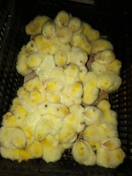 Sindi jojala 2000mindan