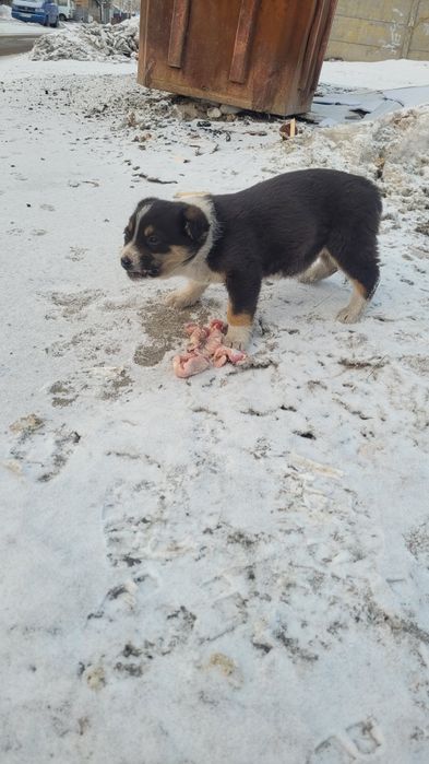 Щенки ищут дом и доброго хозяина!