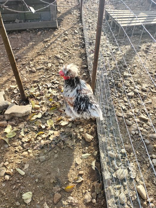 Vând cocoș moțat pe alb,