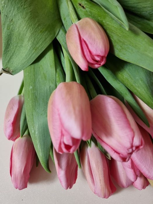 Тюльпаны 700 тенге