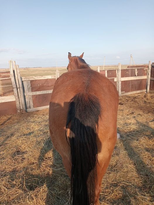 Продам  Лошадь  , ат