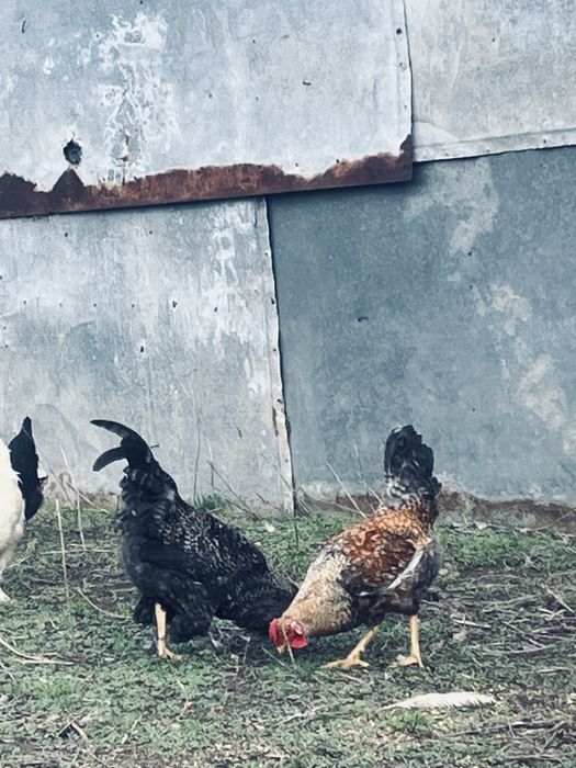 Продам петухы молодняки