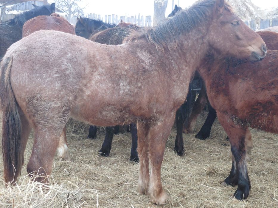 Продам лошадей на племя