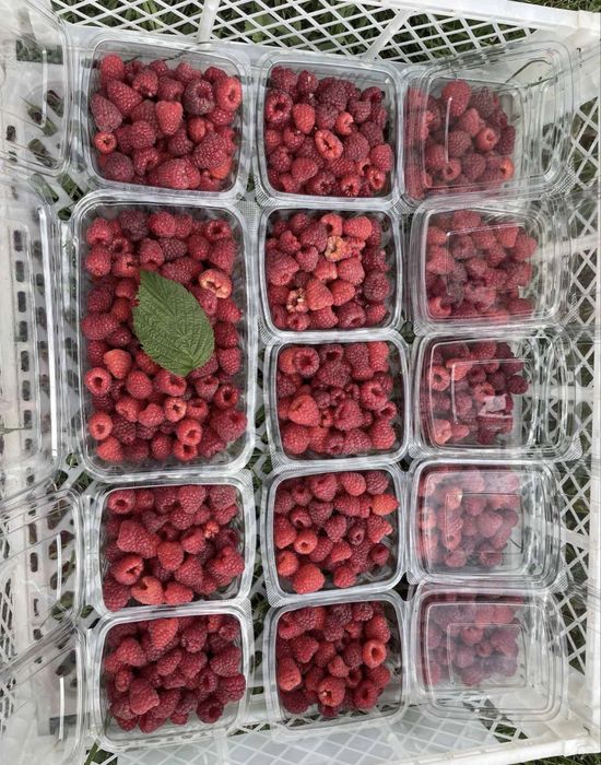 Zmeura de vanzare 100% bio