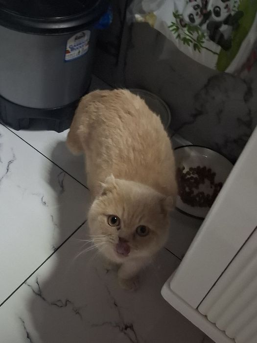 Васька ждет кошек для вязки.