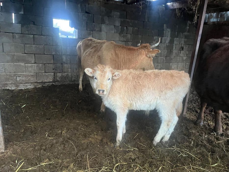 2 бас бұзаулы сиыр сатылады