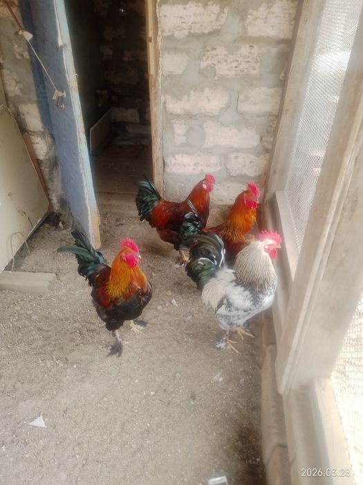 Домашняя живность