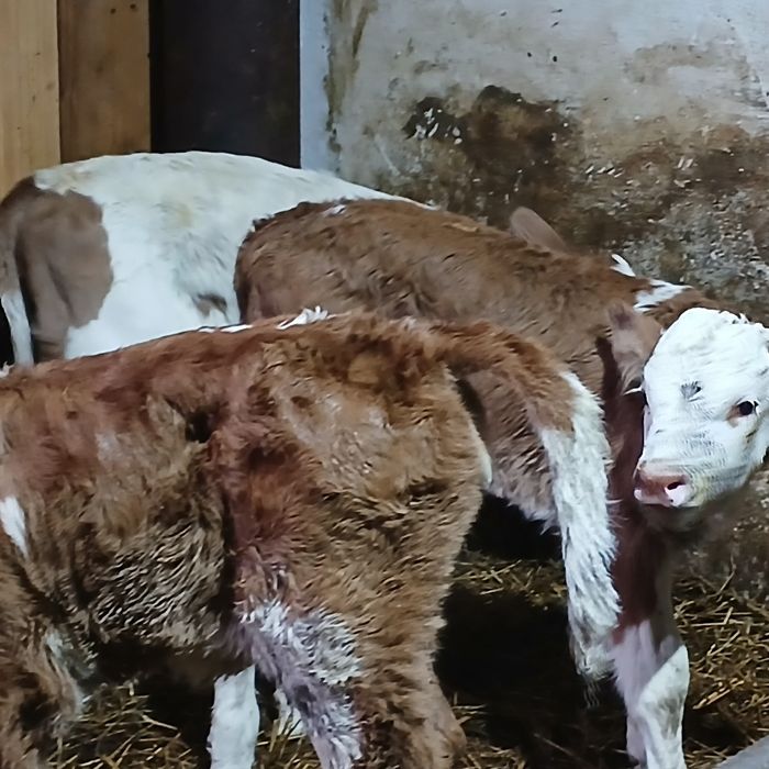 Vitei baltata românească