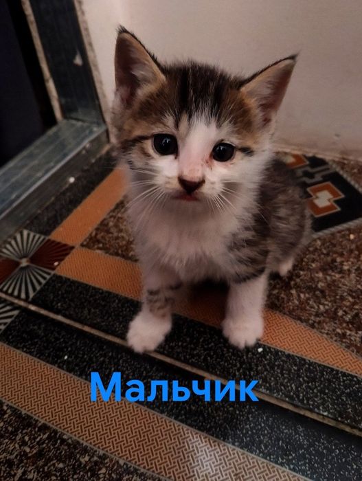 Бесплатно отдам котят