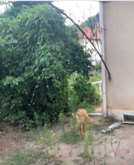 Cosit,defrișări,toaletare copaci la inaltime oferim servicii complete