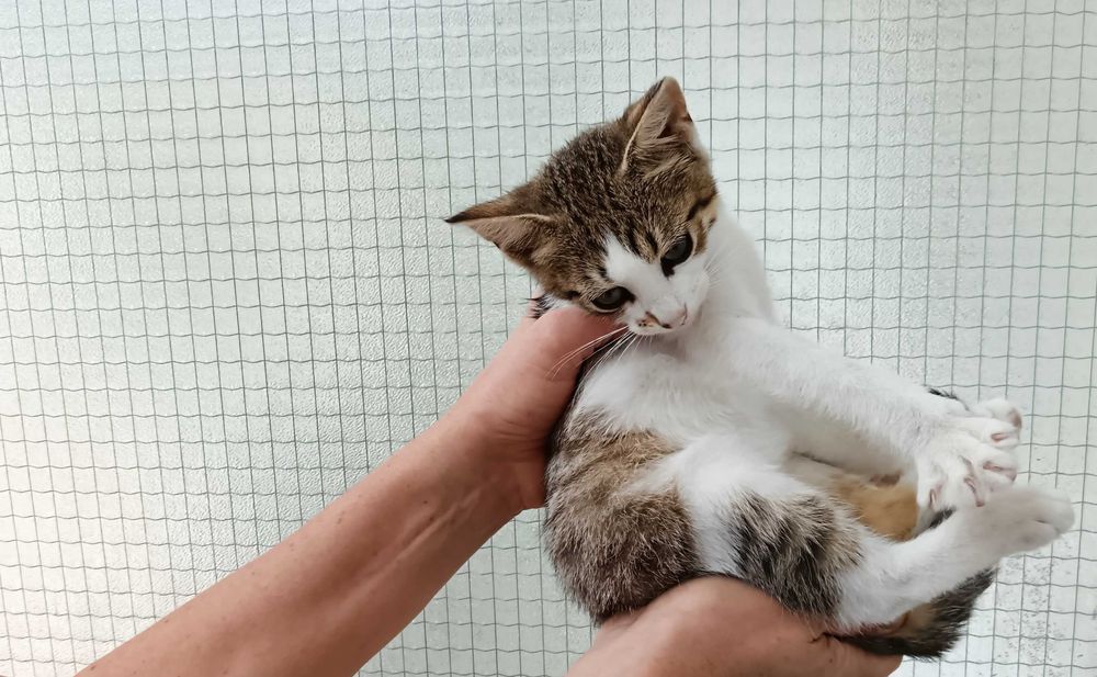 Подарявам малко котенце - момченце