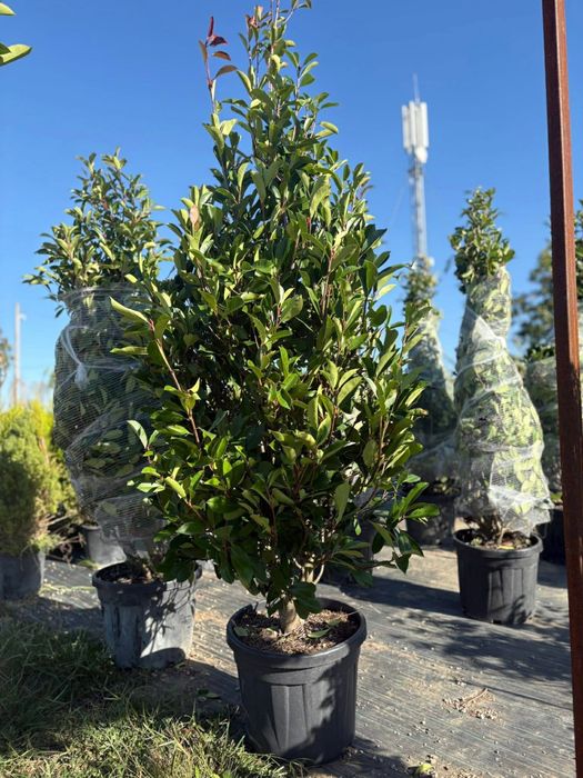 Vand plante ornamentale