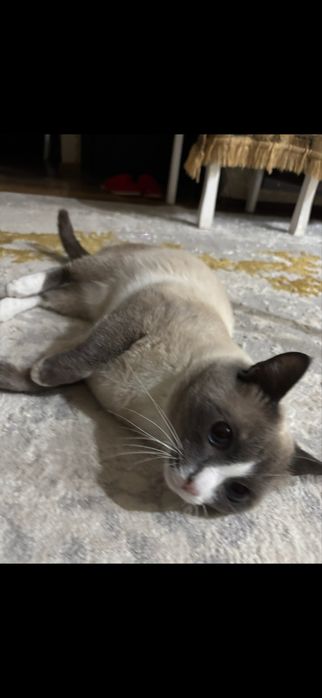 Отдам котика в добрые руки