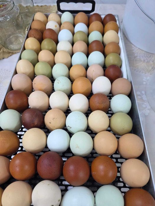 Яйцо инкубационное