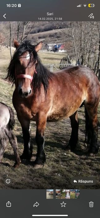 Vând iapă de 9 ani