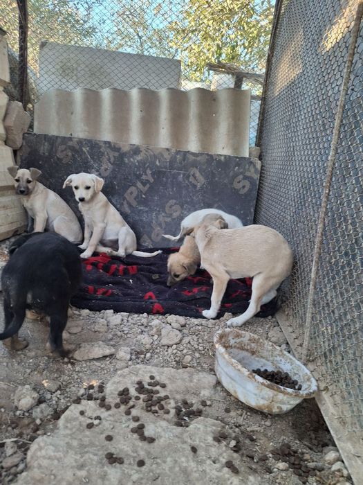 Отдам даром в добрые руки