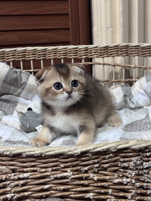 Продается мальчик