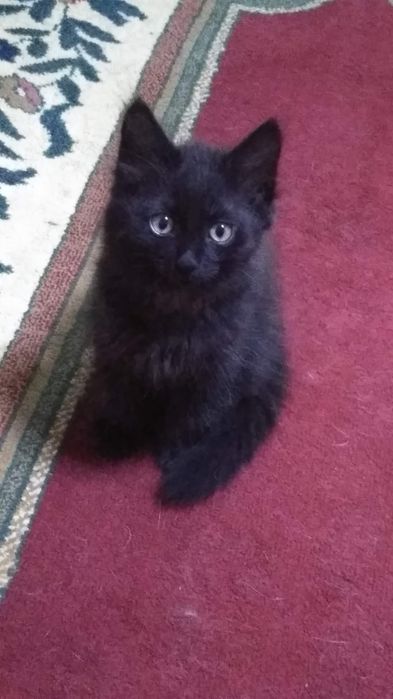 Котята  в  добрые руки отдам.