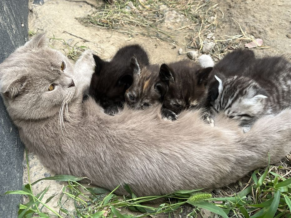 Животные котята