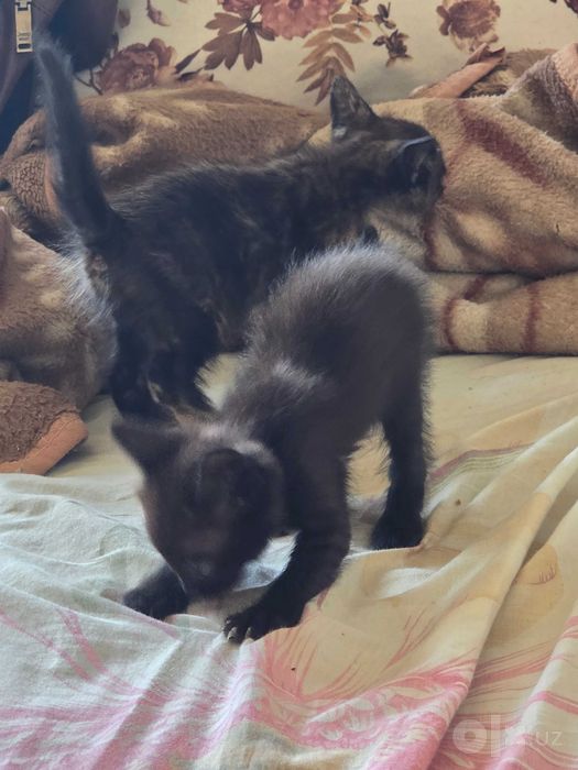 Отдам пару милых котят