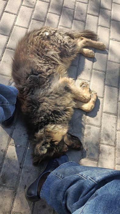 Поиск дома для щенка,овчарки.
