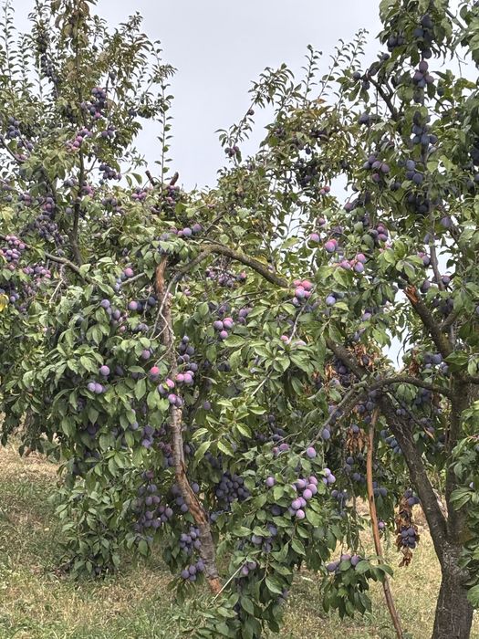 Vand prune anaspet pentru tuica