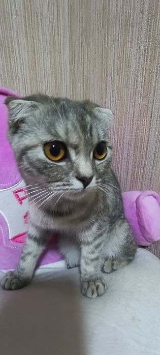 Шотландский вислоухий котёнок (Scottish Fold)