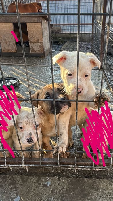 Spre adopție puiuți de boxer jucăuși !!!