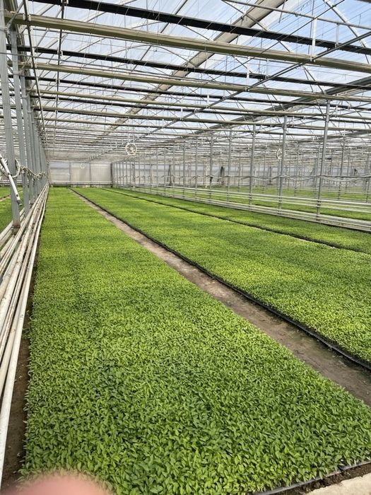 Теплица 2 Гектар ижарага берамиз ёки сотилади 5 йилда булиб тулаш