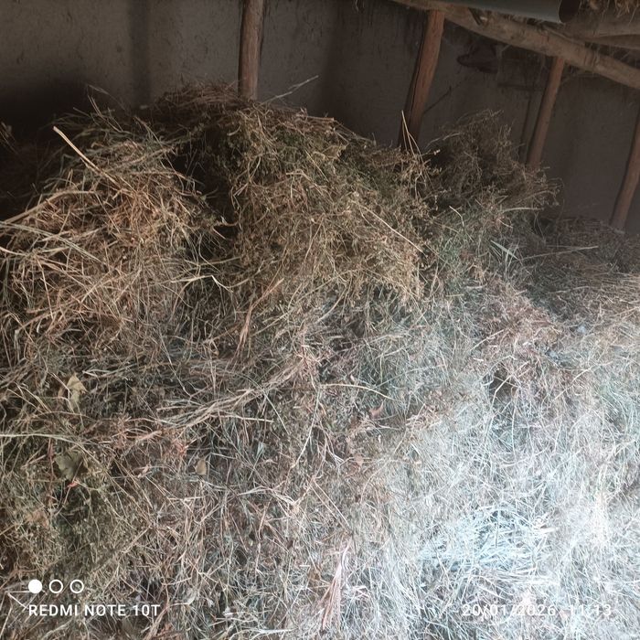 Beda va mayda o'tlar sotiladi