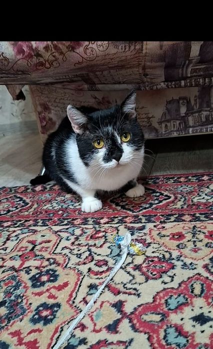 Милый добрый котик Кузя в добрые руки!