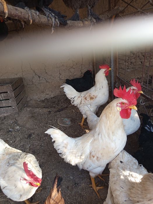 Asalomu alekum qorozlar sotladi