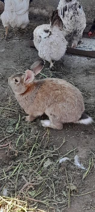 Vând iepuri femele și masculi