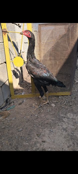 Дакан Кораз,тауык