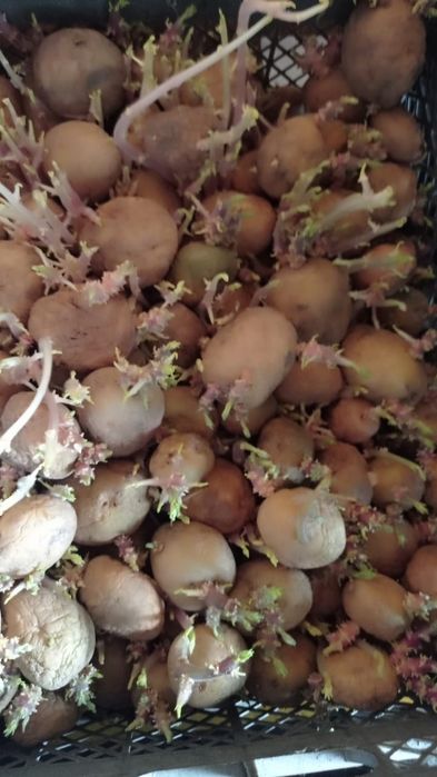 Продам семенную кортошку