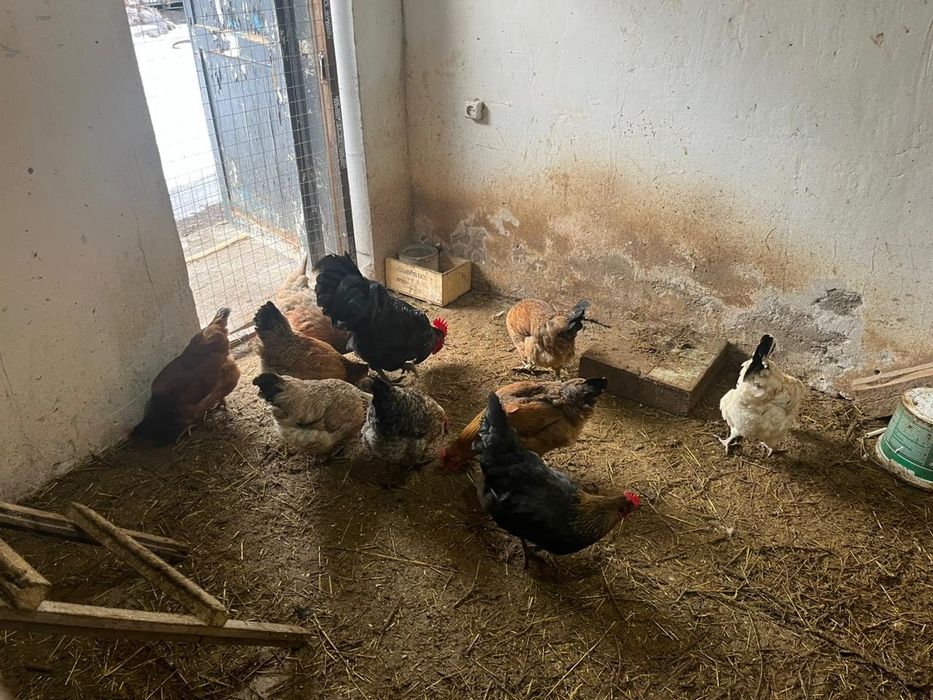 продам молодых курей