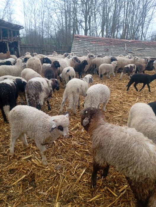 Vând miei de Paști