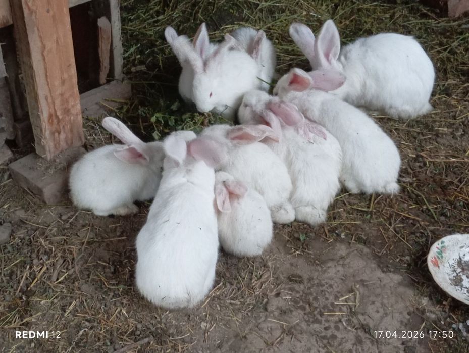 Продам кроликов       .