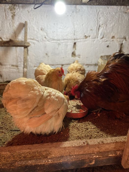 Карлики кохинхины