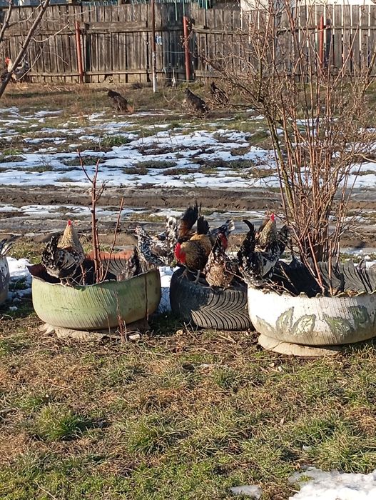 Găinușă și cocoș american